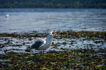  Seagull attempting to swallow a sea start, exploring the intertidal zone at extra low tide, marine animals in Puget sound, seaweed and sea grass

