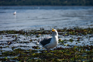  Seagull attempting to swallow a sea start, exploring the intertidal zone at extra low tide, marine animals in Puget sound, seaweed and sea grass
