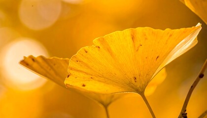 Vibrant autumn leaves in soft light
