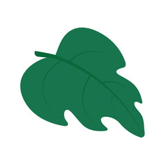 Illustration of a single green leaf