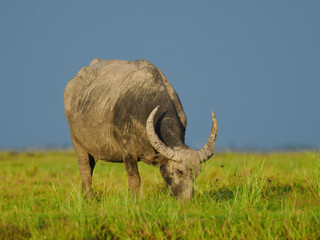 Herd of Asian Water Buffalo Resting in Green Wetland Grass Under Blue Sky