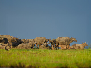 Herd of Asian Water Buffalo Resting in Green Wetland Grass Under Blue Sky