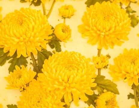 Close-up of vibrant yellow chrysanthemum flowers