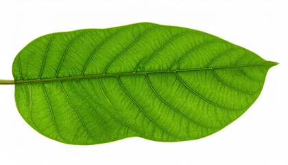 Obraz premium Green teak (Tectona grandis) green leaves.