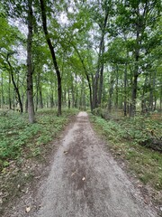Dirt hiking path and boardwalk in the forest