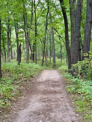 path in the forest