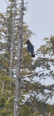crow on the tree