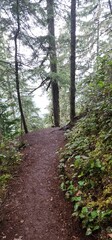 path in the woods