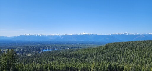 panorama of the forest