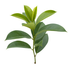 Fototapeta premium Fresh Green Leaf Branch With Natural Foliage Botanical Plant Element For Eco Decoration