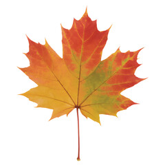 Fototapeta premium Vibrant Autumn Maple Leaf In Red Orange And Yellow Colors Symbol Of Fall Season Nature