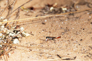 avispa de la arena de banda roja a punto de entrar a su hogar