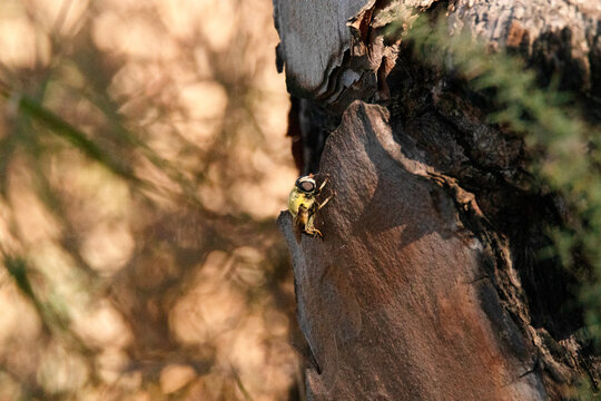 Syrphidae "Mosca abeja" posada en la lasca del pino