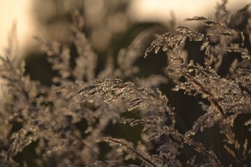 Fototapeta premium grass in the snow