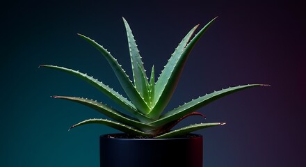 Aloe vera plant in a black pot with dramatic lighting and colored background