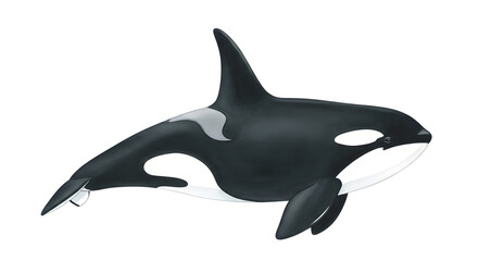 Fototapeta premium Majestic Killer Whale Portrait: A striking image of a killer whale, showcasing its iconic black and white pattern, captured in exquisite detail.