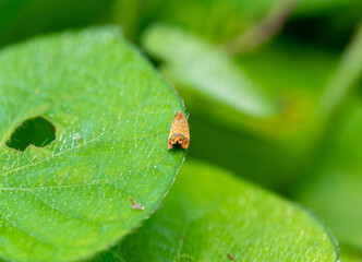 水滴が付いたセンダンヒメハマキ