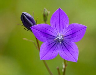 Fototapeta premium Close-up of a vibrant purple flower (3)