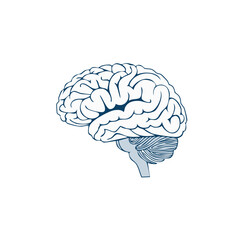 Human brain illustration in a clean minimalist line art style showing a side view of the anatomy