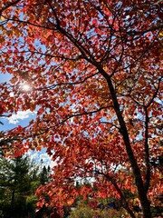 red maple leaves