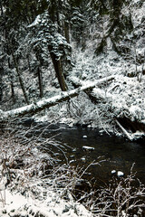 Dark stream with a snow-covered fallen tree bridge. Deep forest landscape, winter nature, and cold water.