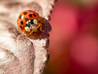 ladybird on a leaf