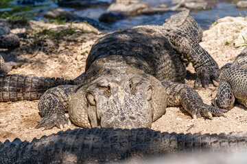 Close-Up of an Alligator in the Florida Everglades