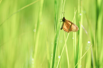 butterfly flies against a blurry green background. Its wings are partially open, revealing a striking pattern of blue stripes and spots. Sharp focus, soft background.