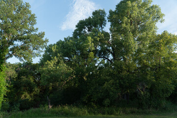 Lush green trees captured under a clear summer sky in Azle, Texas. Soft natural light highlights the vibrant foliage, evoking warmth, tranquility, and the serene beauty of a summer day in the heart of