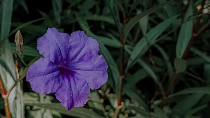 violet flower in the garden