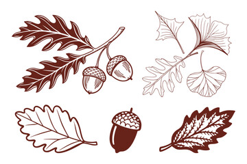 Vintage Botanical Leaf Set Featuring Oak, Maple, and Ginkgo Design