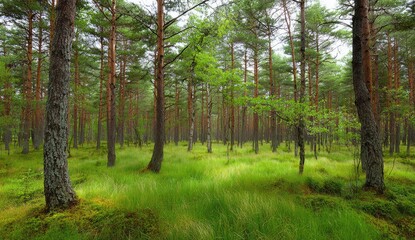 Fototapeta premium A verdant forest floor bathed in soft sunlight, showcasing tall pine trees and a carpet of vibrant green grass.