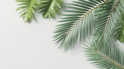 Tropical Greenery Arrangement: Fresh Palm and Monstera Leaves on White Background, Ideal for Summer Design