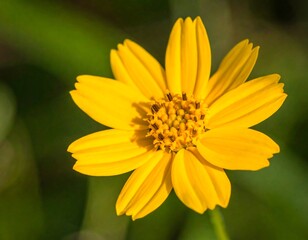 Obraz premium Close-up of a vibrant yellow flower (5)