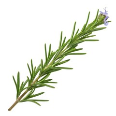 Obraz premium Fresh rosemary sprigc isolated on white background 