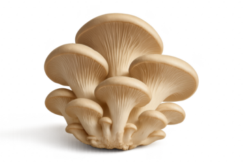 Fresh oyster mushroom cluster isolated on transparent background high detail ingredient