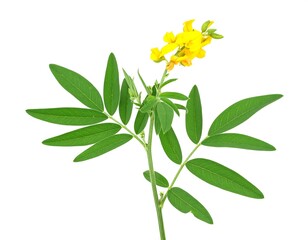 Naklejka premium Close-up of a vibrant yellow flower with green leaves