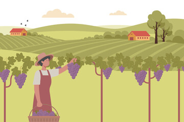 Minimalist Vector Illustration of Farmer Harvesting Grapes in Vineyard