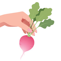 Minimalist Vector Illustration of Hand Holding Radish
