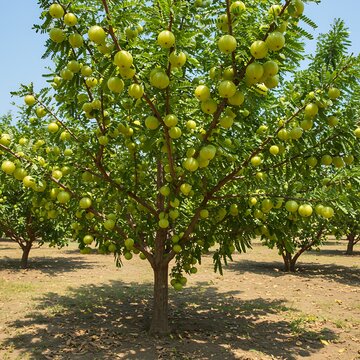 Amla fruit tree laden with green gooseberries in orchard indian gooseberry phyllanthus emblica
