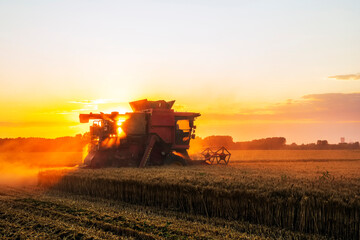 Naklejka premium The combine is harvesting the wheat in the evening