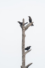 a rotting but still standing dead and dried tree with a few latteral branches remaining is occupied by a small group of common blackbird species of avain