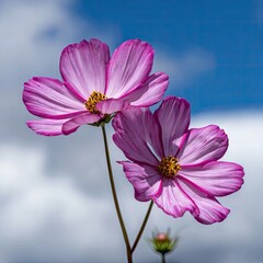 Fototapeta premium Two vibrant pink cosmos flowers bloom against a light blue sky, their delicate petals showcasing a beautiful gradation of color.
