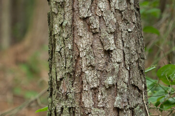 exterior tough bark of a pine tree species native to North American forests and are cold hardy and a great fast growing timber crop
