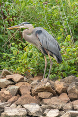 Fototapeta premium Blue heron dinosaur like again hunter is perched on the swamp and wetland rocks along a river bank to stalk and hunt for fish