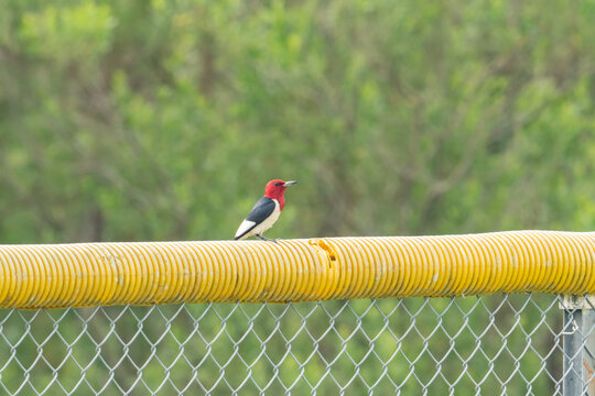 aa common avian species in the area, a red headed woodpecker sits on the home run fence of a community baseball field on Maryland's eastern shore