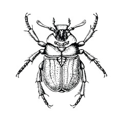 Detailed Anatomical Illustration of a Beetle: Exoskeleton and Inner Structure