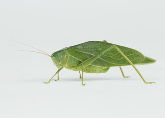 Green Grass Hopper