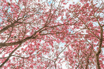 Pink Trumpet Tree
