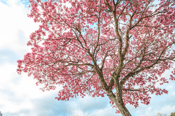 Pink Trumpet Tree